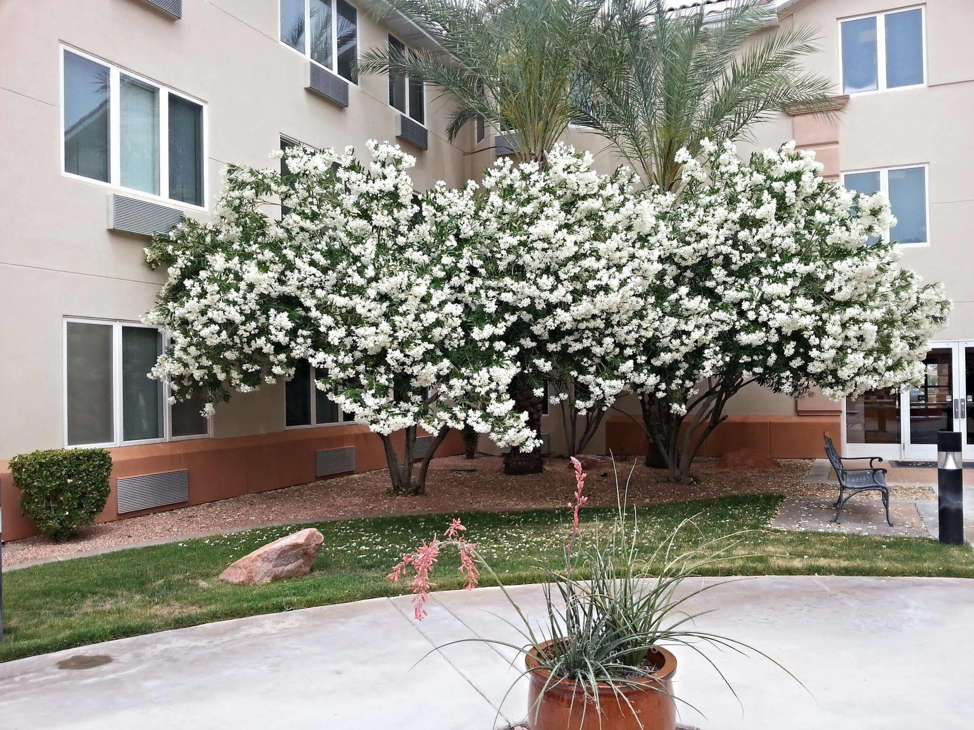 Hotel Mojave Edge Mesquite Exterior foto